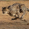 cheeta masai mara