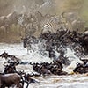 great migration masai mara