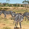 zebras samburu