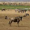 wildlife masai mara