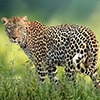leopard masai mara