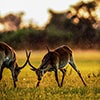 impala in fight