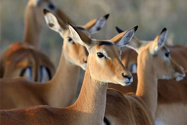 impala kenya