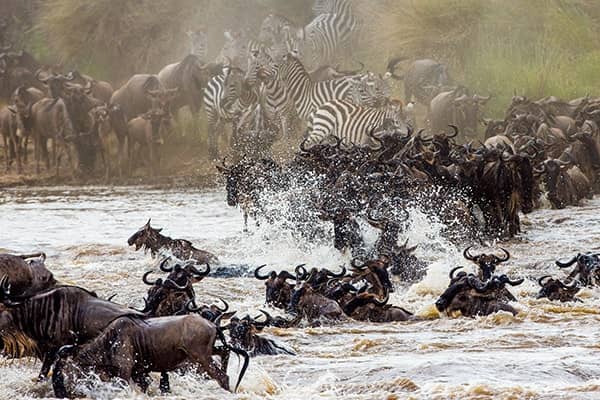 great migration masai mara