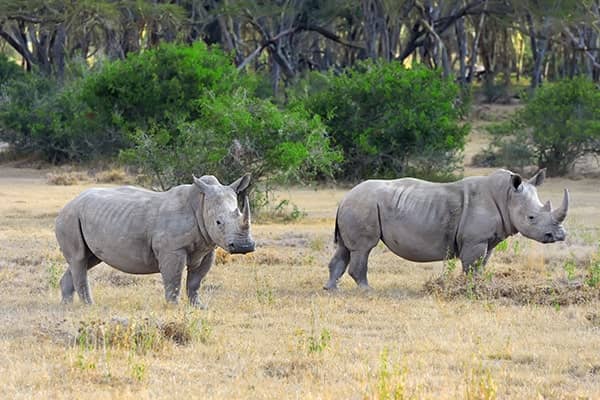 rhinoceros kenya