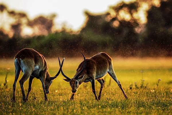 impala in fight